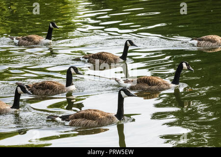 Inghilterra, London, Regents Park, Stormo di oche nel lago Foto Stock