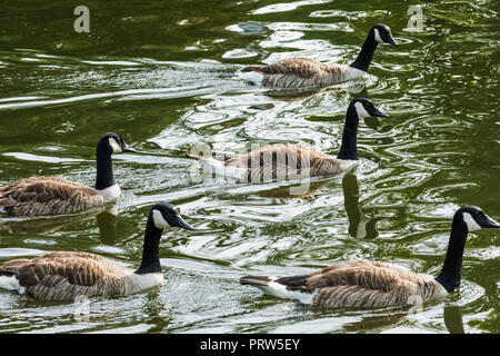 Inghilterra, London, Regents Park, Stormo di oche nel lago Foto Stock