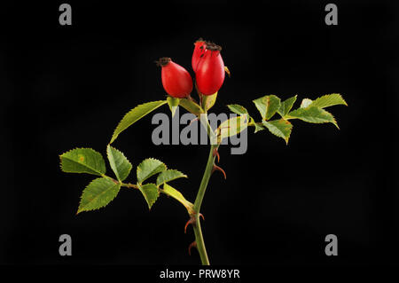 Rosa canina e fogliame isolata contro il nero Foto Stock