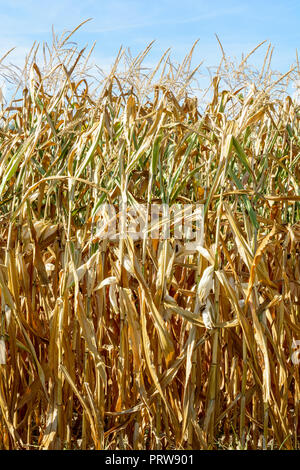 Mais colpito dalla siccità. Vista frontale del mais secco piante in un campo colpiti dalla siccità durante un'estate asciutta e calda, nella campagna francese. Foto Stock