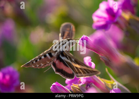 Bianco-rivestita Sphinx Tarma (Hyles lineata), su Colorado quattro ore (Mirabilis multiflora). Ojito deserto, Nuovo Messico, Stati Uniti d'America. Foto Stock