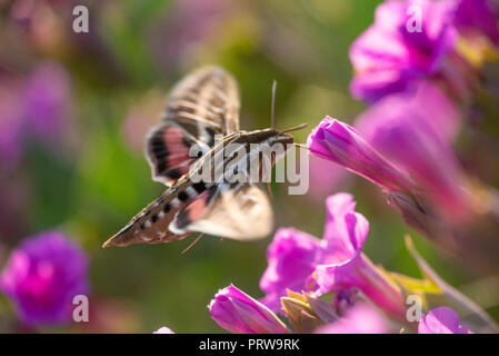 Bianco-rivestita Sphinx Tarma (Hyles lineata), su Colorado quattro ore (Mirabilis multiflora). Ojito deserto, Nuovo Messico, Stati Uniti d'America. Foto Stock