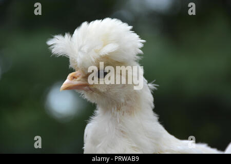 White Sultan chick a un mese di età. Foto Stock