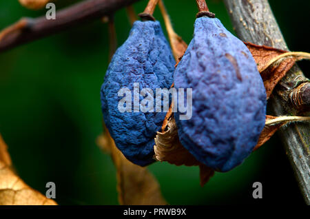 Damsons striminziti (Prunus domestica) alla fine della stagione Foto Stock