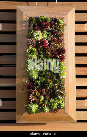 Piante succulente piante succulente che crescono in un telaio su una parete verticale piccolo spazio giardinaggio pianta sempervivum contenitori insoliti ospitano porri UK Foto Stock