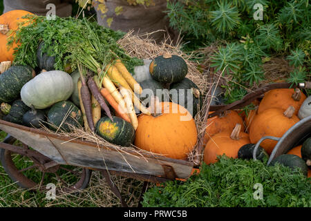 Dauco carota e Cucurbita pepo. Zucca, zucca gourd e carote patrimonio esibire in una vecchia carriola in uno spettacolo autunnale. REGNO UNITO Foto Stock