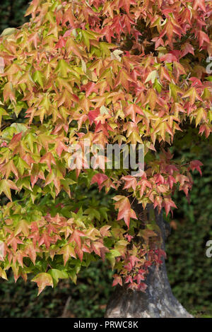 Acer Buergerianum . Bonsai Trident acero con fogliame autunnale della RHS Wisley Gardens, Surrey, Regno Unito Foto Stock