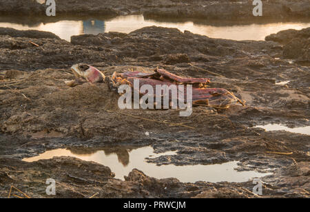 La carcassa di un dead SEA TURTLE. Foto Stock