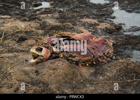 Resti di un dead SEA TURTLE. Foto Stock