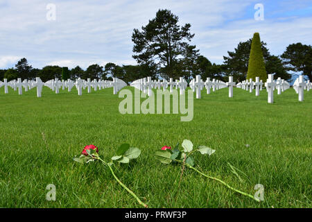 Due rose rosse si trovano sull'erba. Sullo sfondo - infinite linee di pietre miliari in marmo bianco sui verdi prati del Cimitero Americano di Normandia Foto Stock