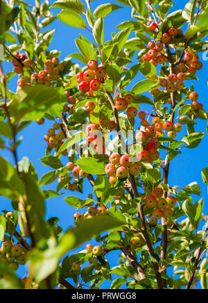 Il granchio siberiano mele (Malus baccata) in autunno o cadere. Colorata di rosso e di giallo succose mele contro un luminoso cielo blu. Ritratto Foto Stock