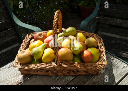 Attraente trug vimini/ cesto con colorati cresciuto in casa le mele e le pere di diverse varietà al sole. Foto Stock