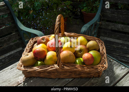 Attraente trug vimini/ cesto con colorati cresciuto in casa di mele di diverse varietà al sole. Foto Stock