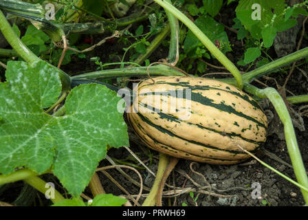 Crema con il verde listati miele barca zucca zucca crescente, con fogliame. Foto Stock