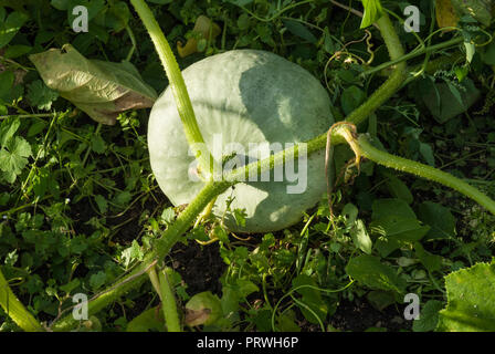 Blu pallido "crown Prince' zucca crescente. Foto Stock