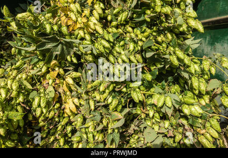 Provata, Fiandre, Belgio - 15 Settembre 2018: primo piano del carico di appena raccolto il luppolo le stringhe di impianto completo di rocche. Cinquanta sfumature di verde. Foto Stock