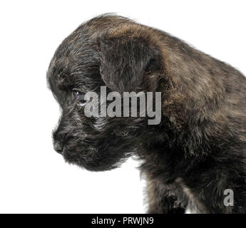 Cucciolo cairn terrier ritratto in uno studio di bianco Foto Stock