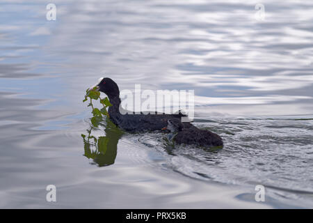 Natura scena su un eurasian coot con loro chick nuotare in un'acqua di un lago Foto Stock