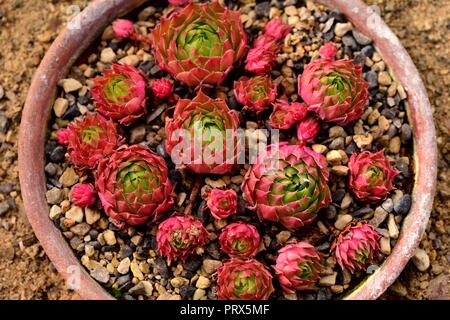 Sempervivum Mondstein rosette Foto Stock