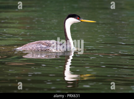 Western svasso nuotare in un lago Klamath Falls, Oregon Foto Stock