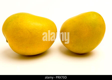 Due Alphonso mango mantenuto su sfondo bianco in Mumbai India Maharashtra Foto Stock