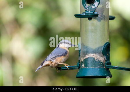 Picchio muratore (Sitta europaea) alimentazione sui semi di girasole cuori da un uccello stazione di alimentazione in corrispondenza di Warnham UK. Blu grigio arancione piumaggio fulvo e grigio lungo bill Foto Stock