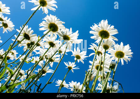 Margherite di fiori selvaggi cercando fino ad un luminoso cielo blu su una soleggiata giornata estiva Foto Stock