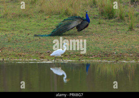 Peafowl - presso il Parco Nazionale di Kanha Foto Stock