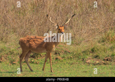 Barasingha - presso il Parco Nazionale di Kanha Foto Stock