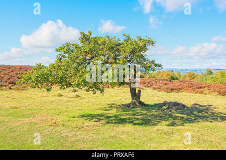 Un piccolo albero di quercia, piegati dal vento costante, sorge su Stanton Moor nel Derbyshire Foto Stock
