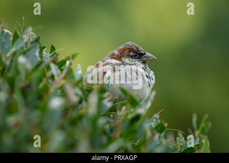Tree sparrow. Nome scientifico: Passer montanus) maschio tree sparrow appollaiato in habitat naturale del giardino arbusti. Rivolto verso destra. Orizzontale. Foto Stock