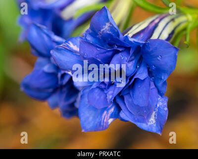 Rigato bianco blu double fiori di di Hardy, Autunno fioritura perenne alpina genziana, Gentiana sino-ornata 'Eugens Allerbester' Foto Stock