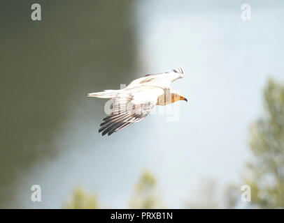 Avvoltoio egiziano, Neophron percnopterus. Hoces del Rio Duraton Parco Nazionale. Segovia. Castiglia e Leon. Spagna Foto Stock