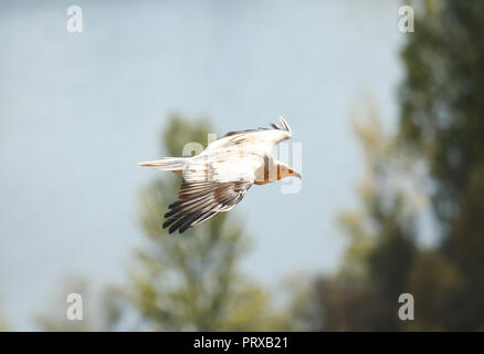 Avvoltoio egiziano, Neophron percnopterus. Hoces del Rio Duraton Parco Nazionale. Segovia. Castiglia e Leon. Spagna Foto Stock