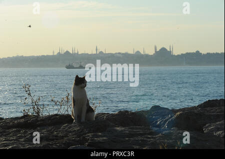 Giugno 10, 2013 - Istanbul, Turchia: un gatto in prossimità del Bosforo, con la skyline di Sultanahmet in background, come Turchia del movimento di protesta che entra nella sua seconda settimana. Chat onu sur les Rives du Bosphore tandis que les manifestazioni anti-Gouvernementales du parc Gezi battent leur plein. *** La Francia / NESSUNA VENDITA A MEDIA FRANCESI *** Foto Stock