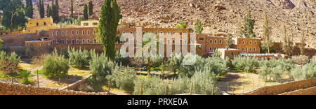 Panorama dei campi di olivi in corrispondenza delle pareti di Santa Caterina Monastero nel deserto roccioso gorge, Sinai, Egitto. Foto Stock