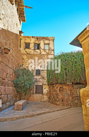 Santa Caterina, Egitto - 25 dicembre 2017: Cortile di God-Trodden Monte Sinai (St Catherine) monastero con impianto, che si crede di essere un discendente Foto Stock