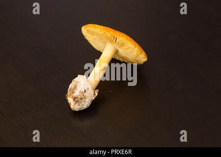La regina dei funghi: cresciuti Amanita cesarea Foto Stock