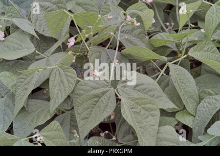 Bush bean blossoms, Bush bean con fiori, Phaseolus vulgaris, Baviera, Germania, Europa Foto Stock