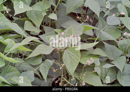 Bush bean blossoms, Bush bean con fiori, Phaseolus vulgaris, Baviera, Germania, Europa Foto Stock