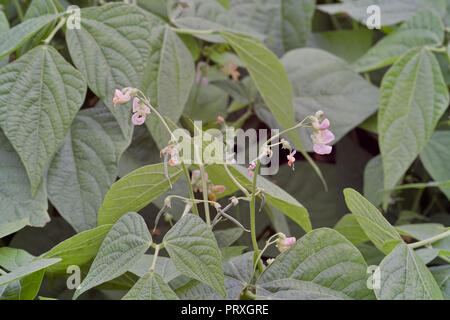 Bush bean blossoms, Bush bean con fiori, Phaseolus vulgaris, Baviera, Germania, Europa Foto Stock