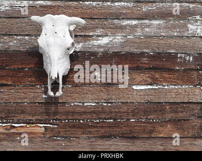Casa abbandonata, Canuck, Saskatchewan, Canada, Palliser triangolo, Brian Martin RMSF, file di grandi dimensioni Foto Stock