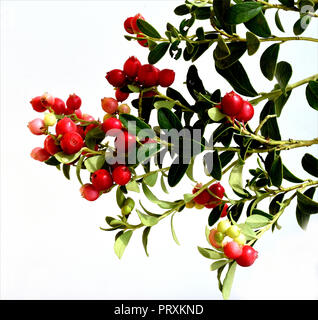 Preiselbeere,, Vaccinium vitis-idaea Foto Stock