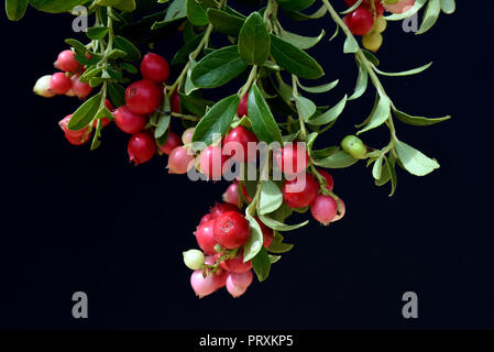 Preiselbeere,, Vaccinium vitis-idaea Foto Stock