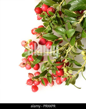 Preiselbeere,, Vaccinium vitis-idaea Foto Stock