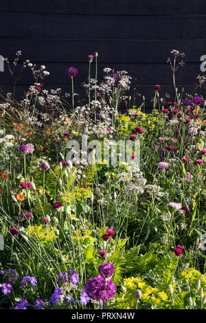 Recinzione in giardino di legno nero prato piantare di Allium Purple Sensation - Cirsium rivulare Atropurpureum - Geum Totally Tangerine - prezzemolo di mucca Foto Stock