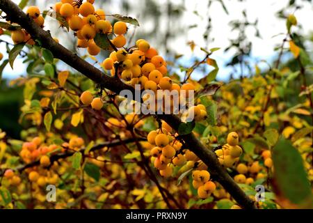 Crab Apple Golden Hornet Foto Stock