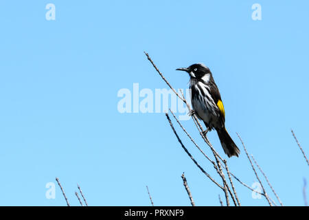 New Holland Honeyeater bird Foto Stock