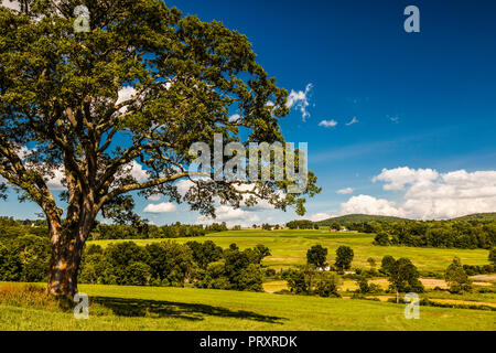 Albero in campo   Lakeville, Connecticut, Stati Uniti d'America Foto Stock
