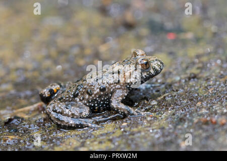 Unione fire-panciuto toad (Bombina bombina) nativa per Europa continentale Foto Stock
